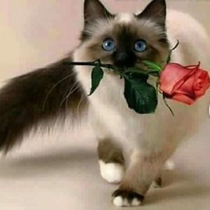 Meet your Posher, Luciana